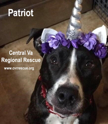 Patriot